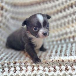Claus - Blue and white male Chihuahua puppy in Plainfield, Indiana from Abby's Pampered Pooches