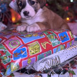 English Shepherd Puppies from Midway English Shepherds