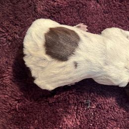 Gabby - Wirehaired Pointing Griffon puppy from Two Rivers Kennels - Wirehaired Pointing Griffons