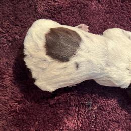 Gabby - Wirehaired Pointing Griffon puppy from Two Rivers Kennels - Wirehaired Pointing Griffons