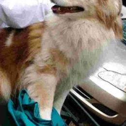 Australian Shepherds from Suwannee River Australian Shepherds