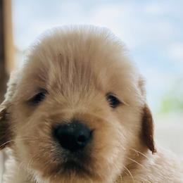 Gucci - Golden female Golden Retriever puppy in Saint Pauls, North Carolina from Copperfield’s Goldens
