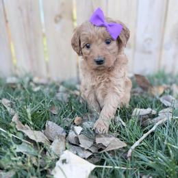Edith-Purple - Red  female Goldendoodle puppy in Casper, Wyoming from 307 Doodles