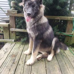 Zara - Siberian Husky