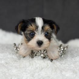 Bubbles - Black tan and white female Biewer Terrier puppy in Liberty, Texas from Tiny Yorkshire pups