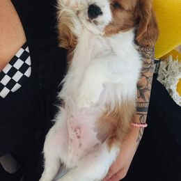 Cavalier King Charles Spaniel Puppies from Blueberry Hill Cavaliers