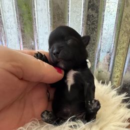 Onyx - Black and gold male Yorkshire Terrier puppy in Howe, Oklahoma from Ray Holder