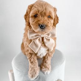 Thread - Red  male Goldendoodle puppy in Jamestown, Kentucky from Milk & Honey Doodles