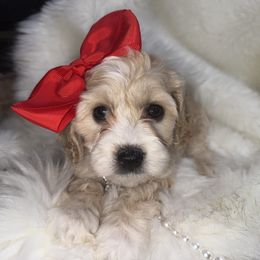 Marigold - Blenheim female Cavapoo puppy in Fayetteville, Arkansas from Silver Hill Farm