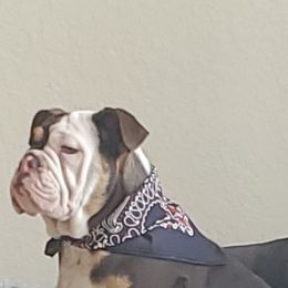 Bulldog All Grown Up from Lulu’s EB Babies