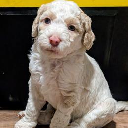 Luna - White female Sheepadoodle puppy in Austin, Texas from Darling Doodles
