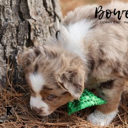 Australian Shepherd, Miniature American Shepherd, Miniature Australian Shepherd, and Toy Australian Shepherd Puppies from TK Standard, Mini, & Toy Aussies