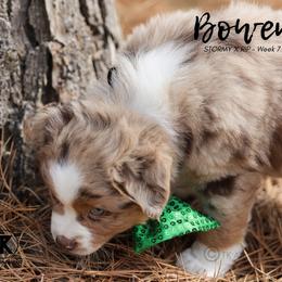 Australian Shepherd, Miniature American Shepherd, Miniature Australian Shepherd, and Toy Australian Shepherd Puppies from TK Standard, Mini, & Toy Aussies