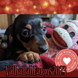 Dachshund Puppies from Valhallah Farms