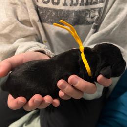 Yellow Collar - Black male Labrador Retriever puppy in Archer Lodge, North Carolina from Archer Lodge Labradors