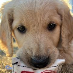 Double Doodles from KC Double Doodles