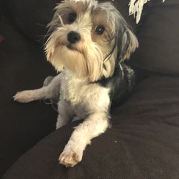 Dixie - Yorkshire Terrier