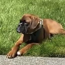 Boxer Puppies from Von Royal Dell'Infinito Deutscher