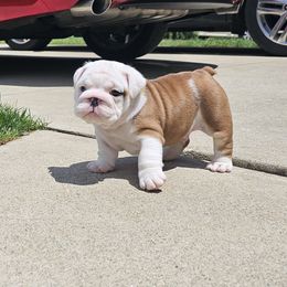Charlie - Red and white male Bulldog puppy in Strongsville, Ohio from Magnifique Bulldogs