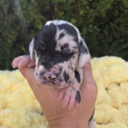 Debbie - Harlequin female Great Dane puppy in Granby, Missouri from HCR Great Danes