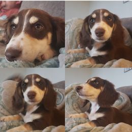 Tilly - Dachshund
