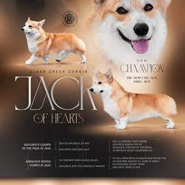 Jack - Pembroke Welsh Corgi