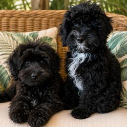 Cavapoo puppies from Song Paws