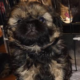 Jack Skellington - Sable male Shih Tzu puppy in Fairview Park, Ohio from Sunshine Shih tzus