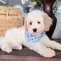 Will - Yellow and white male Bernedoodle puppy in Cartersville, Georgia from Simply Blessed Doodles