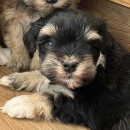 Rhapsody - Black and silver female Miniature Schnauzer puppy in Menifee, California from Moonshine’s Minis
