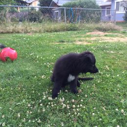 Shiloh Shepherd Puppies from Solace Shilohs