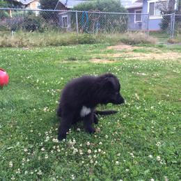 Shiloh Shepherd Puppies from Solace Shilohs