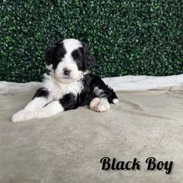 Black Boy - Black male Goldendoodle puppy in Modesto, California from Two Doods Doodles