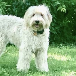Goldendoodles from Queen City Goldendoodles