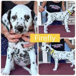 Firefly - White and black female Dalmatian puppy in Melrose, New Mexico from ECMO Farm Dalmatians & Labrador Retrievers