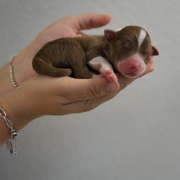 Mike - Red tri-color male Australian Shepherd puppy in Bertram, Texas from Ashley’s Australian Shepherds