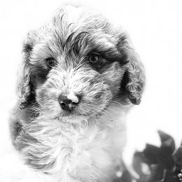 Girl 1 - Red merle Aussiedoodle puppy in Leitchfield, Kentucky from Salt River Kennels