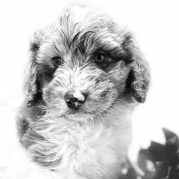 Girl 1 - Red merle Aussiedoodle puppy in Leitchfield, Kentucky from Salt River Kennels