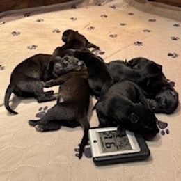 Belgian Malinois puppies from Tomy K9 Support Services
