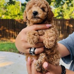 Alley - Apricot female Poodle puppy in Fort Worth, Texas from Mama's Adorable Poodles