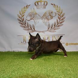 Male 2 - Black brindle and white male Miniature Bull Terrier puppy in Fontana, California from JLB Beagles & MBT