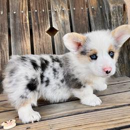 Simon - Blue merle and white male American Corgi puppy in Los Lunas, New Mexico from Blue Diamond Welsh corgis