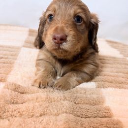 Dachshund Puppies from The Dach House