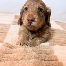 Dachshund Puppies from The Dach House