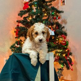Clove - Parti female Goldendoodle puppy in Urbana, Illinois from ZaraDoodles