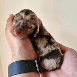 Han - Dapple male Dachshund puppy in Inman, South Carolina from Shadow Acres