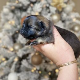 Reggie - Orange sable male Pomeranian puppy in Phoenix, Arizona from Luxpomz