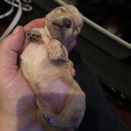 Yorkipoo Puppies from Bayless Yorkiepoos