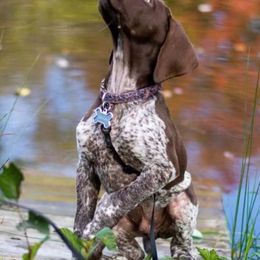 Belgian Malinois and German Shorthaired Pointers from Lapdog GSP