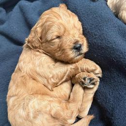 Beaux - Brown female Shihpoo puppy in Williamsville, New York from Nell’s Doodle & Dolls